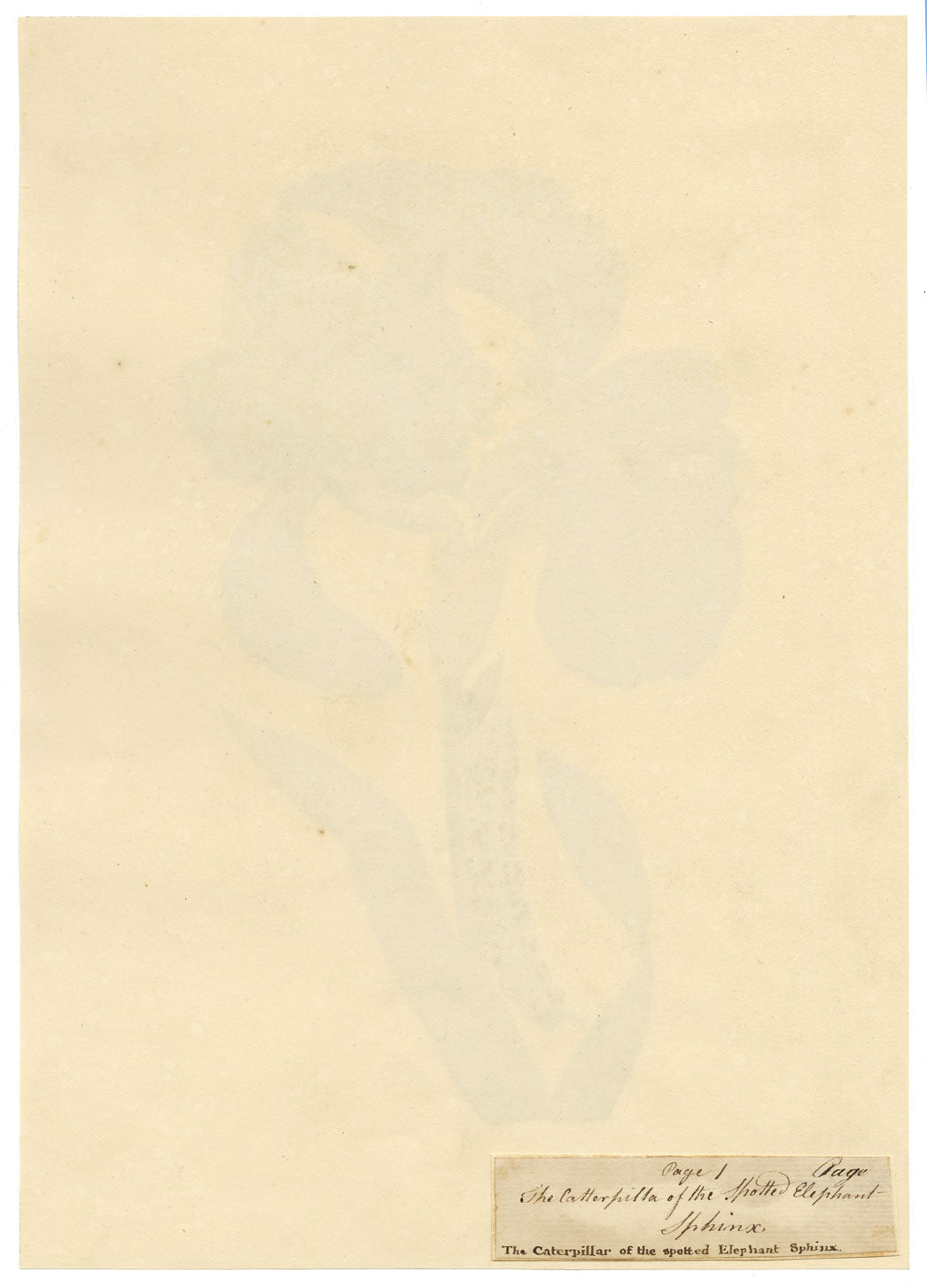 J. McA, Iris with Caterpillar of the Spotted Elephant Sphinx – c.1810s watercolour painting