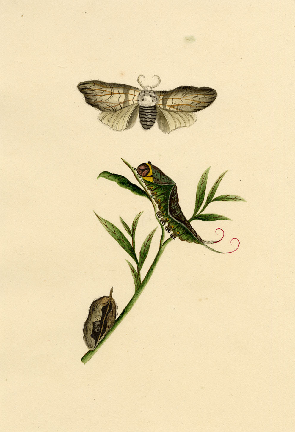J. McA, Puss Moth Life Cycle Study – c.1810s watercolour painting