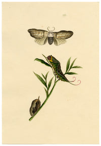 J. McA, Puss Moth Life Cycle Study – c.1810s watercolour painting