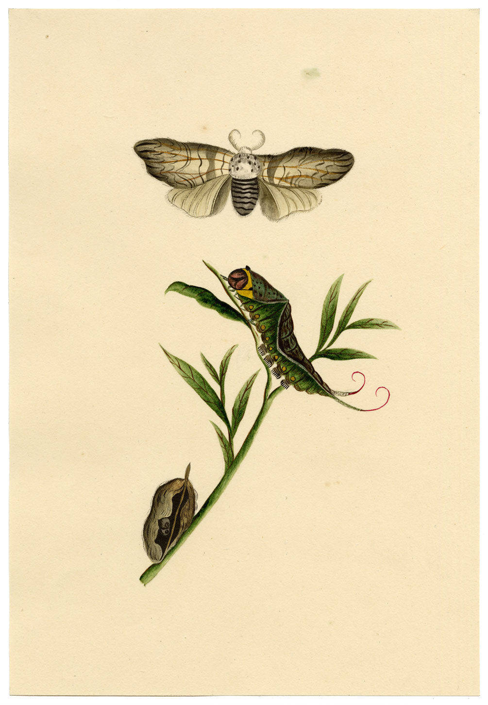 J. McA, Puss Moth Life Cycle Study – c.1810s watercolour painting