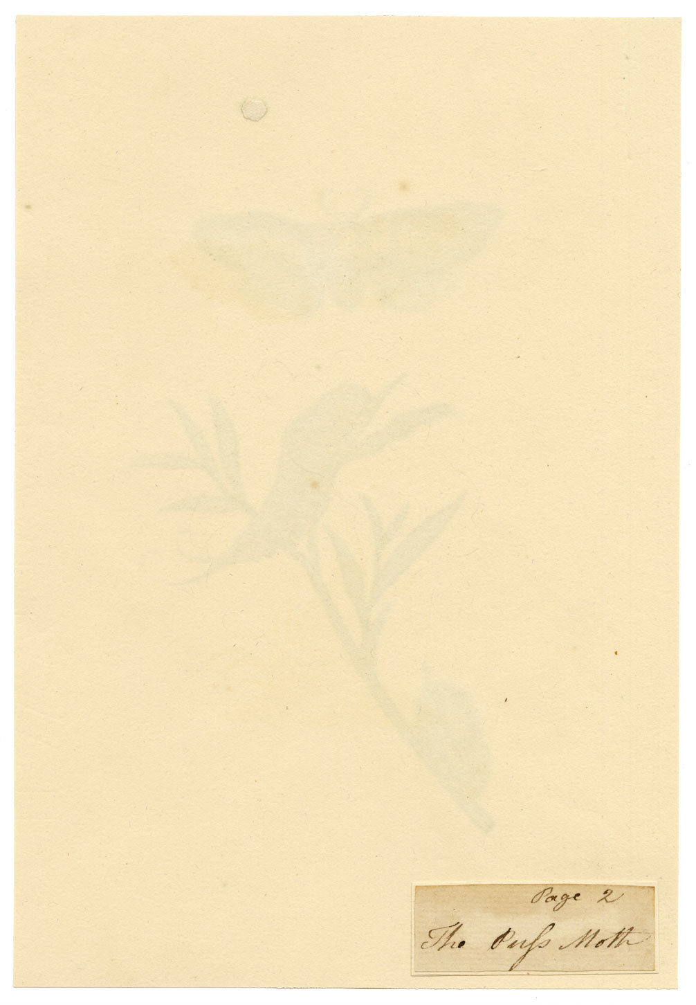 J. McA, Puss Moth Life Cycle Study – c.1810s watercolour painting