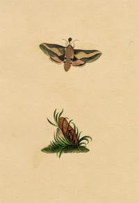 J. McA, Elephant Hawk Moth & Cocoon Study – c.1810s watercolour painting