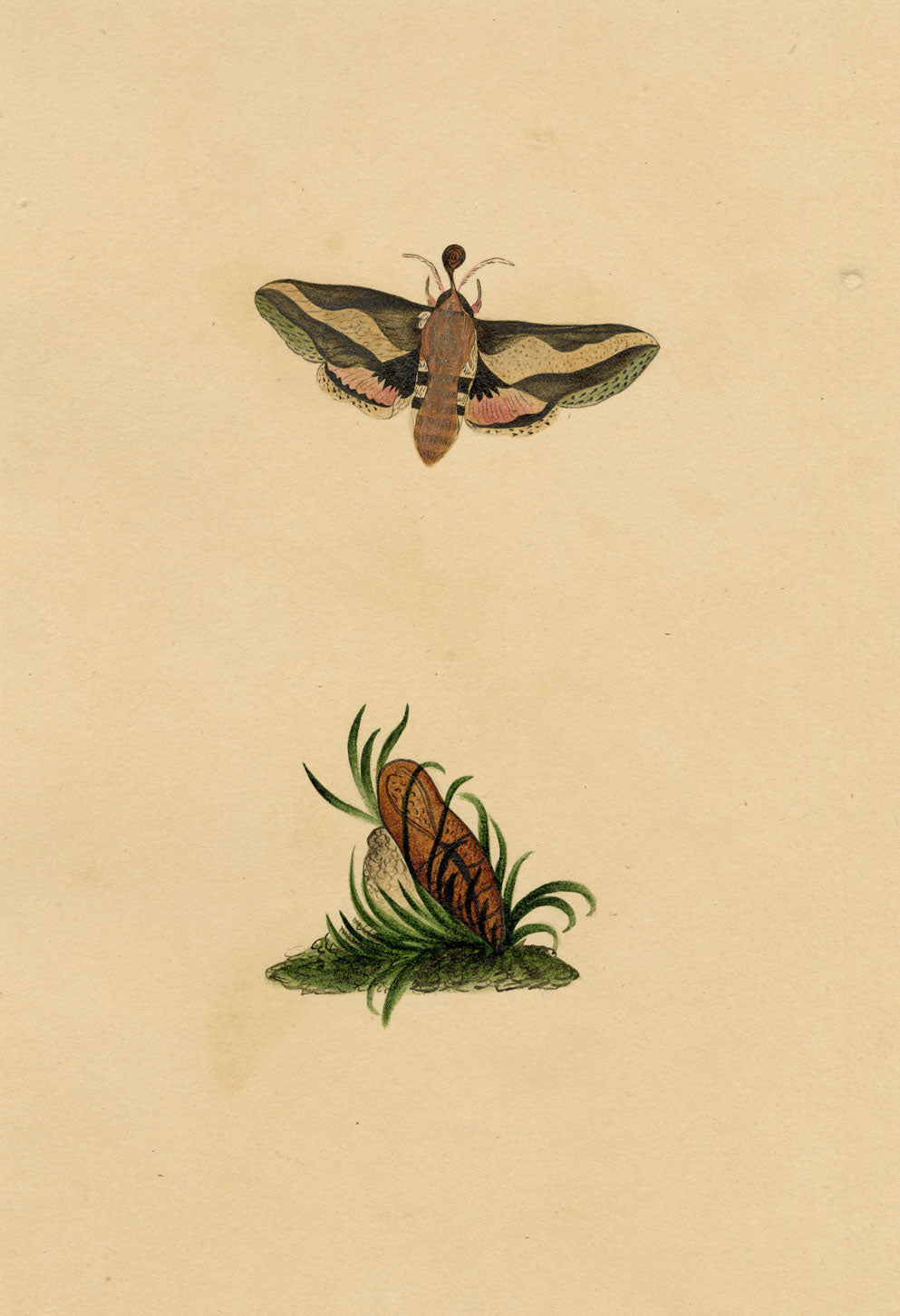 J. McA, Elephant Hawk Moth & Cocoon Study – c.1810s watercolour painting