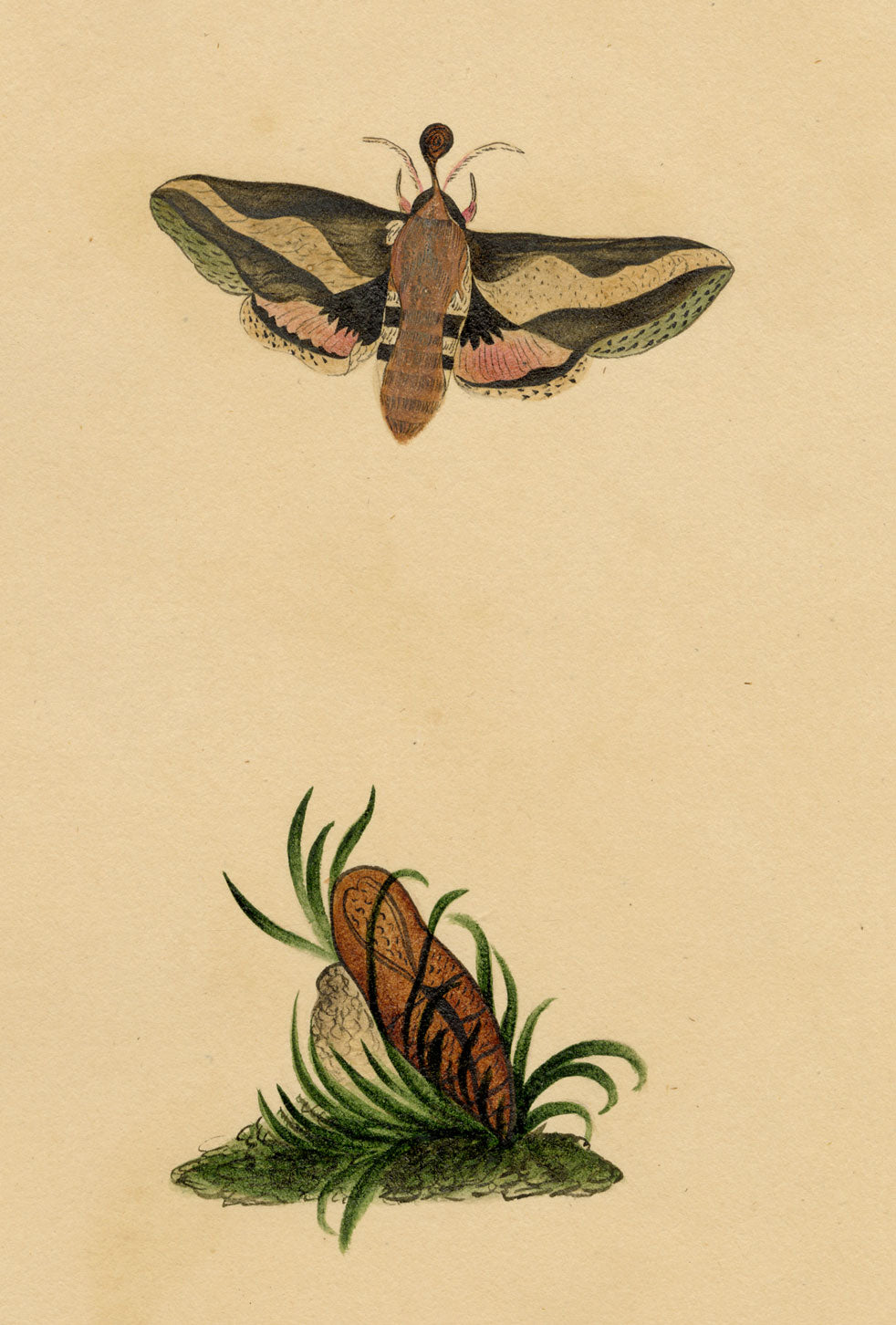 J. McA, Elephant Hawk Moth & Cocoon Study – c.1810s watercolour painting