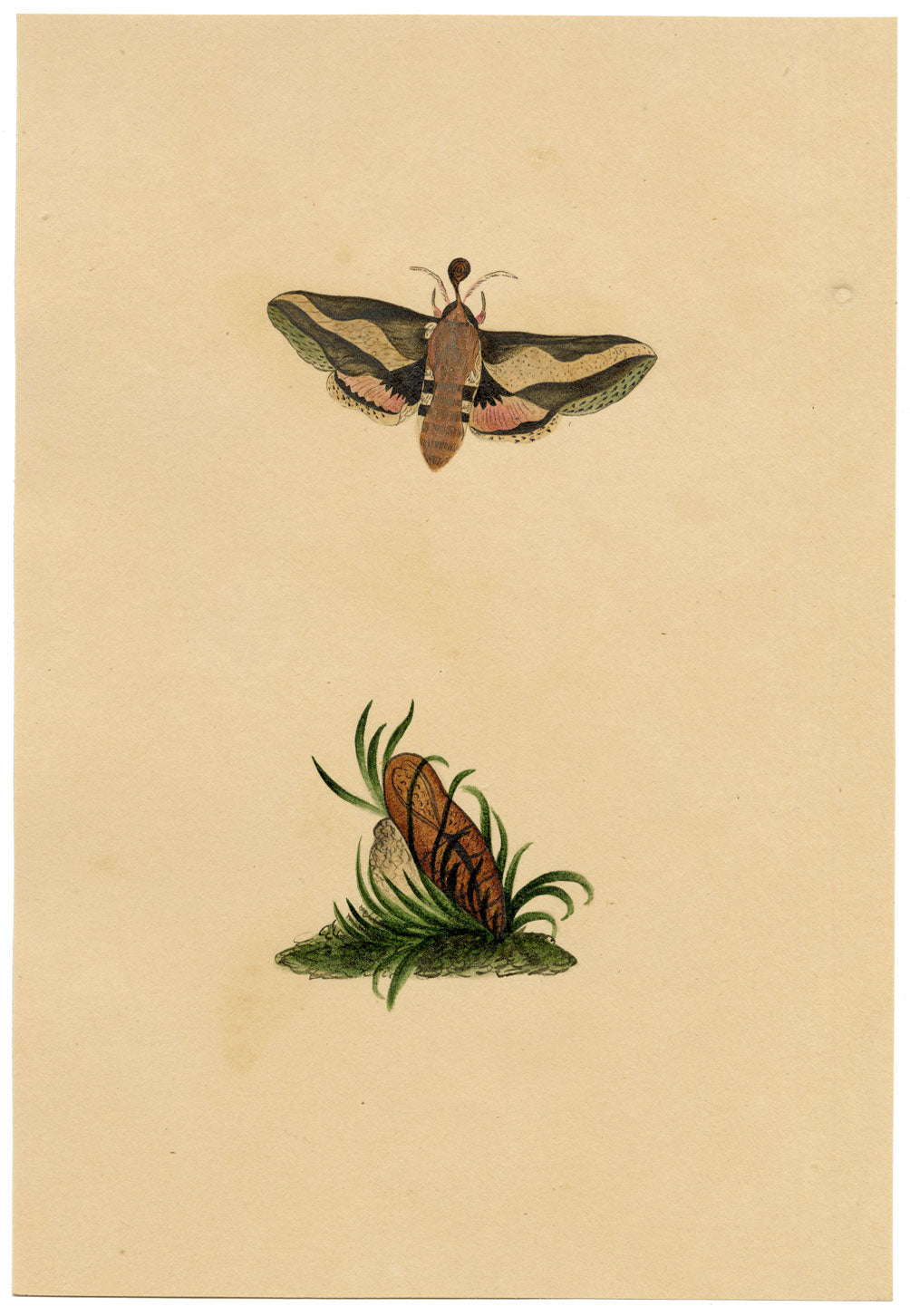 J. McA, Elephant Hawk Moth & Cocoon Study – c.1810s watercolour painting