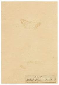 J. McA, Elephant Hawk Moth & Cocoon Study – c.1810s watercolour painting