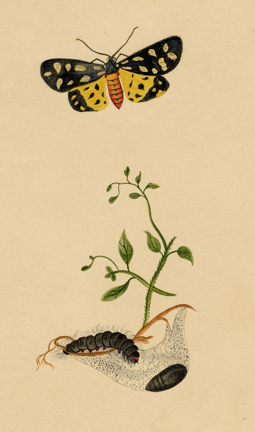 J. McA, Cream-spot Tiger Moth & Caterpillar Study – c.1810s watercolour painting
