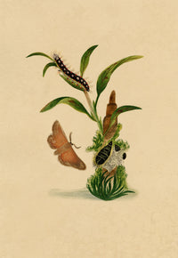 J. McA, White Satin Moth & Caterpillar Study – c.1810s watercolour painting