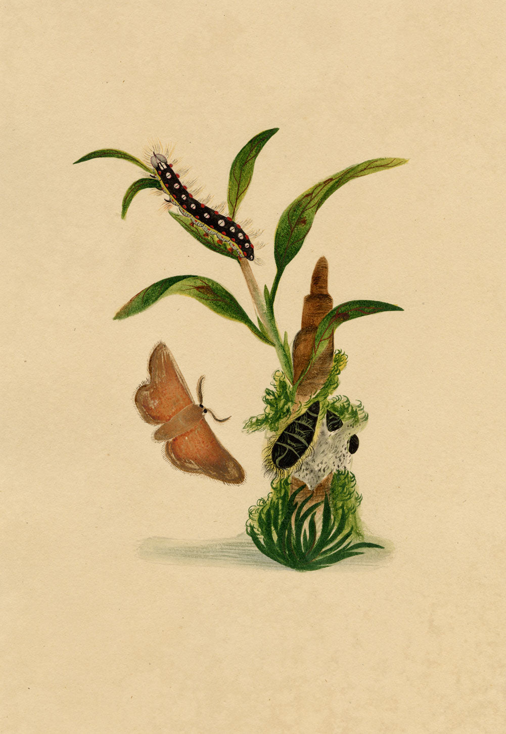 J. McA, White Satin Moth & Caterpillar Study – c.1810s watercolour painting