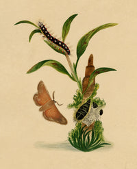 J. McA, White Satin Moth & Caterpillar Study – c.1810s watercolour painting