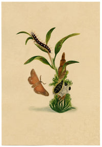 J. McA, White Satin Moth & Caterpillar Study – c.1810s watercolour painting