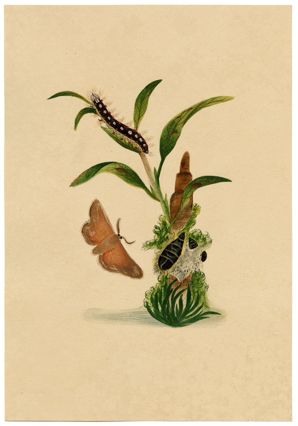 J. McA, White Satin Moth & Caterpillar Study – c.1810s watercolour painting