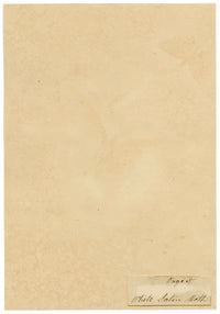 J. McA, White Satin Moth & Caterpillar Study – c.1810s watercolour painting