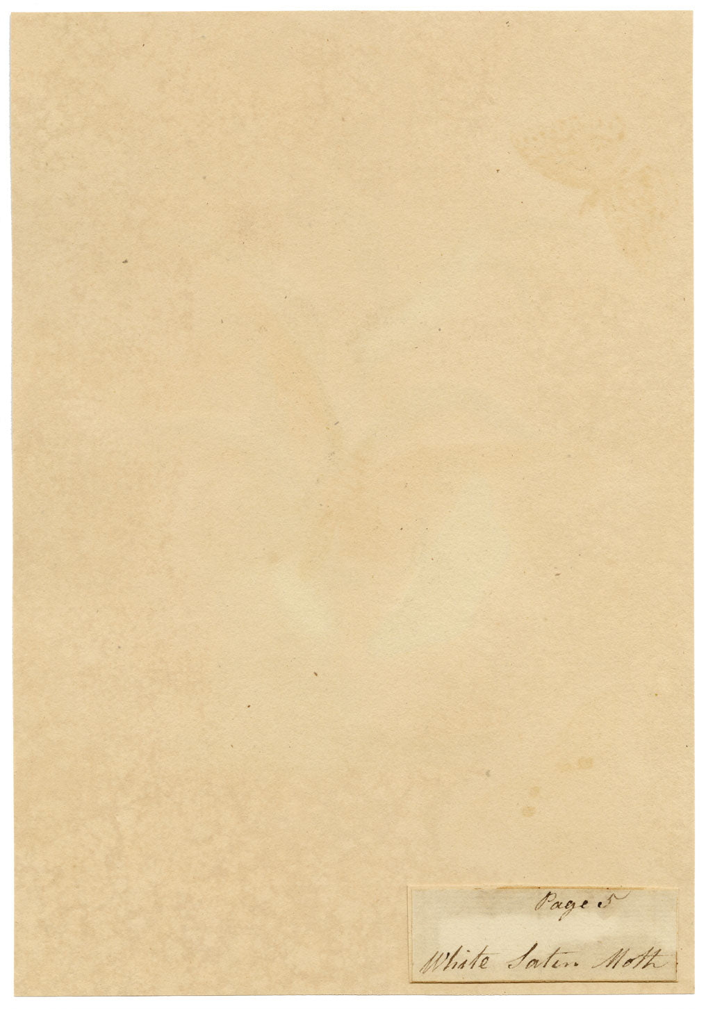 J. McA, White Satin Moth & Caterpillar Study – c.1810s watercolour painting