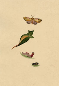 J. McA, Pebble Prominent Moth Life Cycle – c.1810s watercolour painting