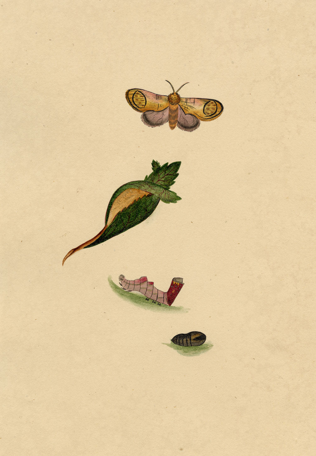 J. McA, Pebble Prominent Moth Life Cycle – c.1810s watercolour painting