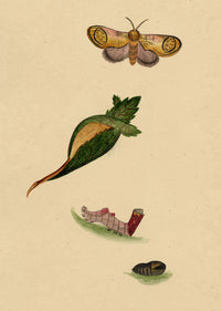 J. McA, Pebble Prominent Moth Life Cycle – c.1810s watercolour painting
