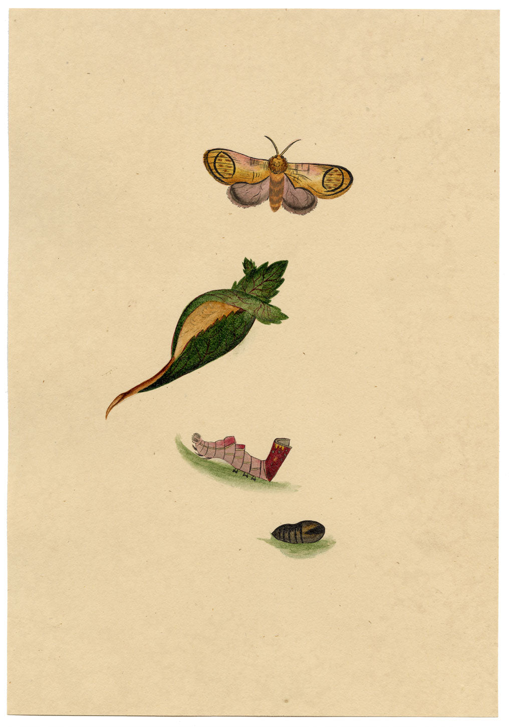 J. McA, Pebble Prominent Moth Life Cycle – c.1810s watercolour painting