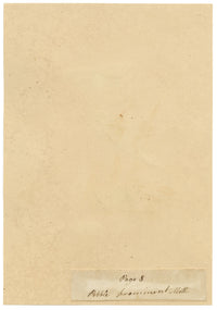 J. McA, Pebble Prominent Moth Life Cycle – c.1810s watercolour painting