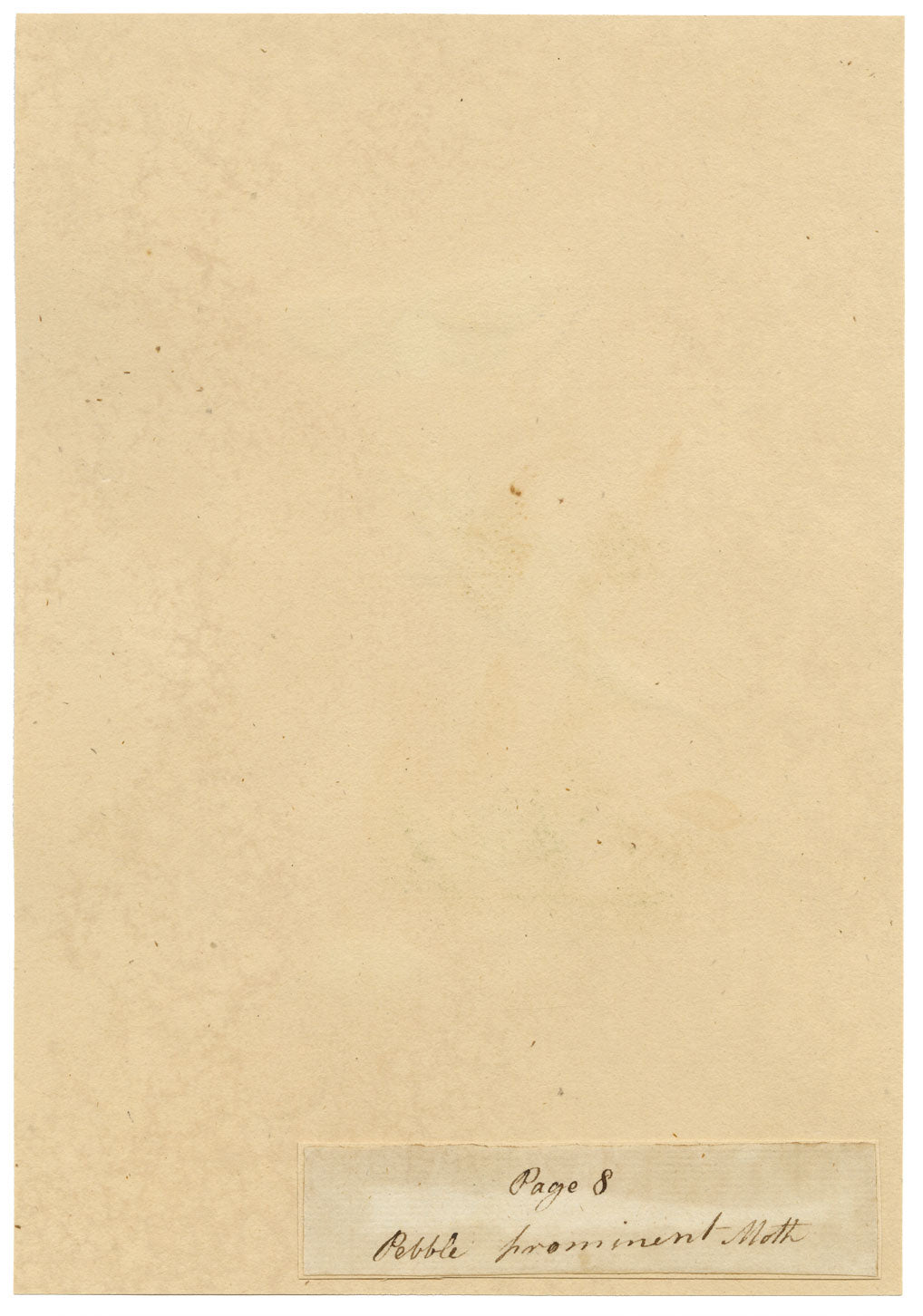 J. McA, Pebble Prominent Moth Life Cycle – c.1810s watercolour painting