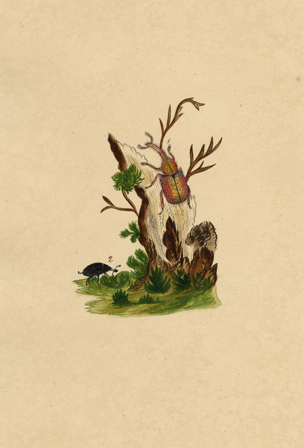 J. McA, Weevil Beetle Insect Study, Curculio bacchus – c.1810s watercolour painting