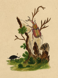 J. McA, Weevil Beetle Insect Study Curculio bacchus –c1810s watercolour painting