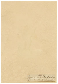 J. McA, Weevil Beetle Insect Study Curculio bacchus –c1810s watercolour painting