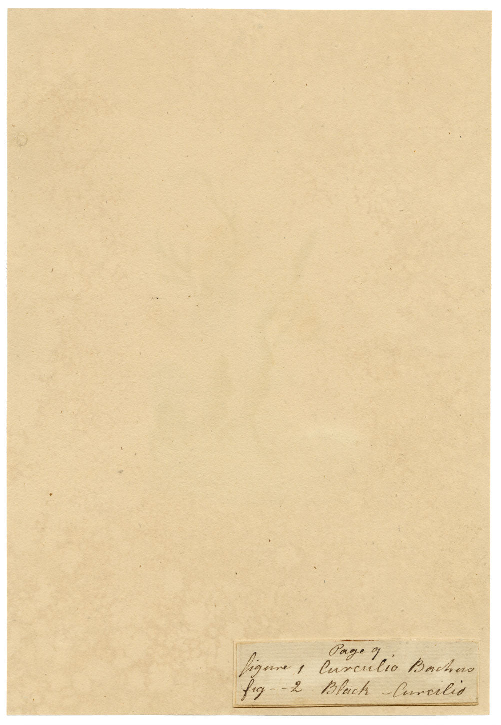 J. McA, Weevil Beetle Insect Study Curculio bacchus –c1810s watercolour painting