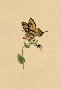 J. McA, Scarce Swallowtail Butterfly Study – c.1810s watercolour painting