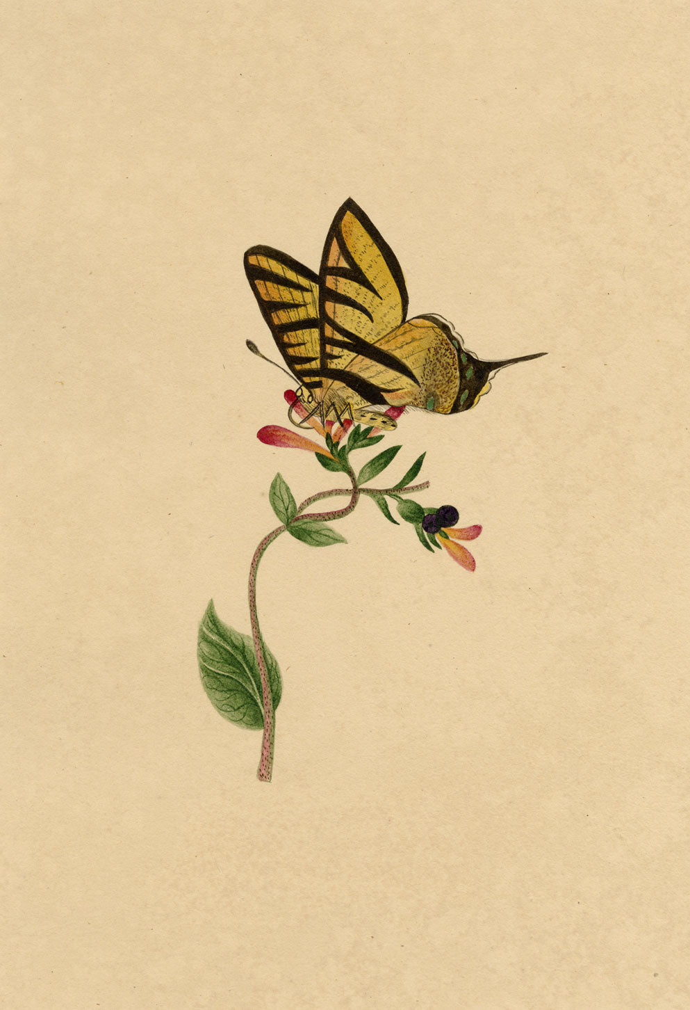 J. McA, Scarce Swallowtail Butterfly Study – c.1810s watercolour painting