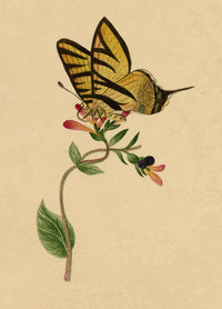 J. McA, Scarce Swallowtail Butterfly Study – c.1810s watercolour painting