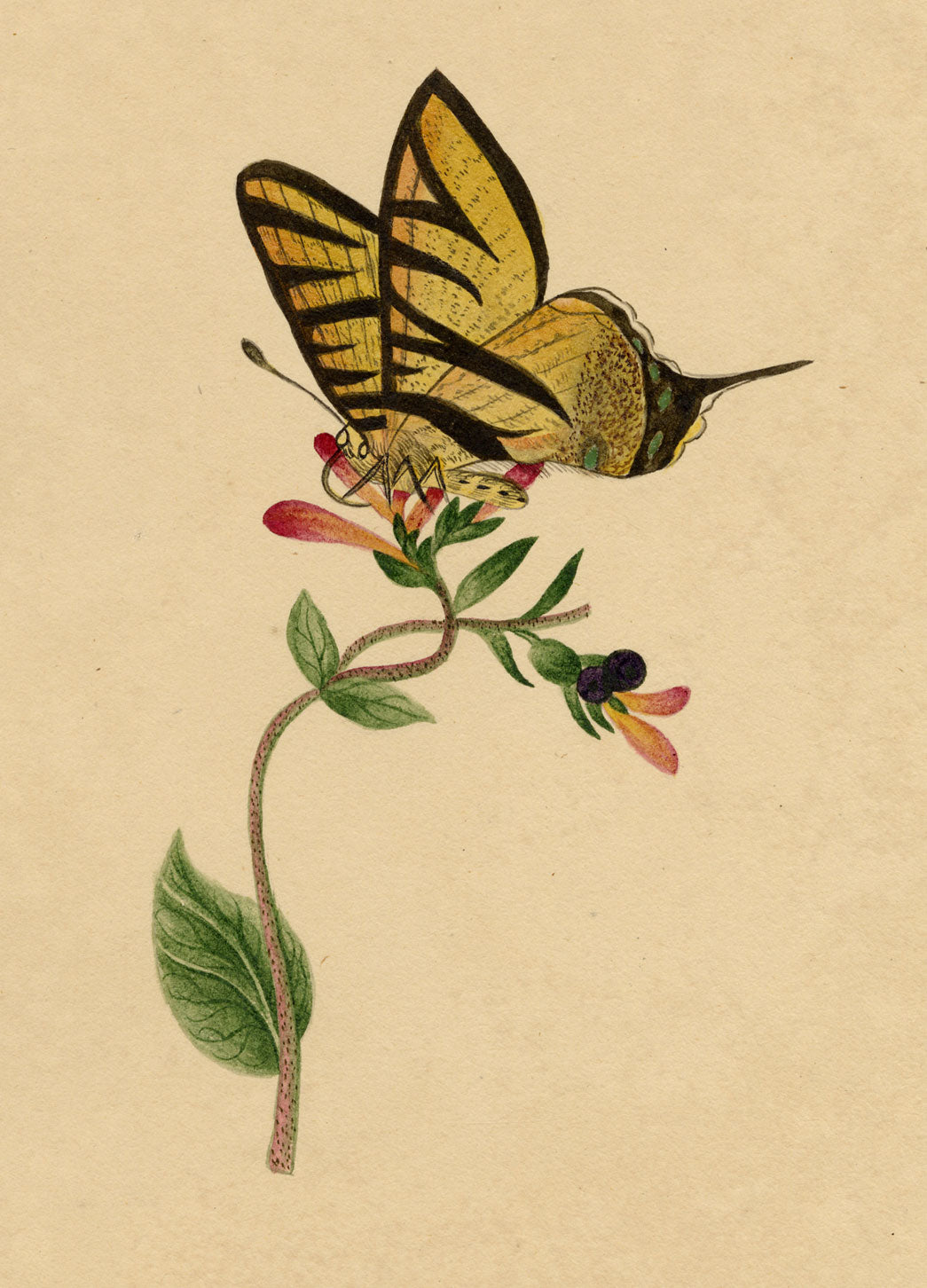 J. McA, Scarce Swallowtail Butterfly Study – c.1810s watercolour painting