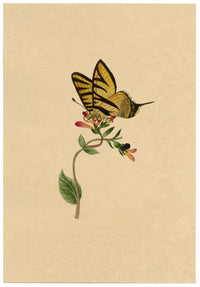 J. McA, Scarce Swallowtail Butterfly Study – c.1810s watercolour painting