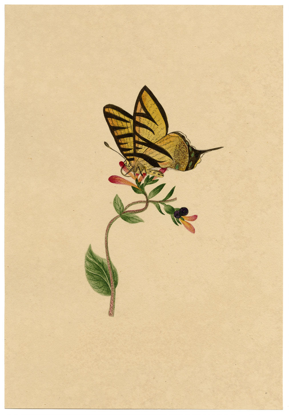 J. McA, Scarce Swallowtail Butterfly Study – c.1810s watercolour painting