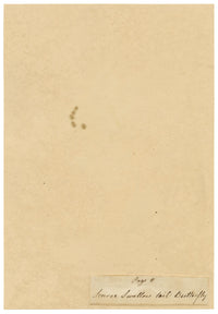 J. McA, Scarce Swallowtail Butterfly Study – c.1810s watercolour painting