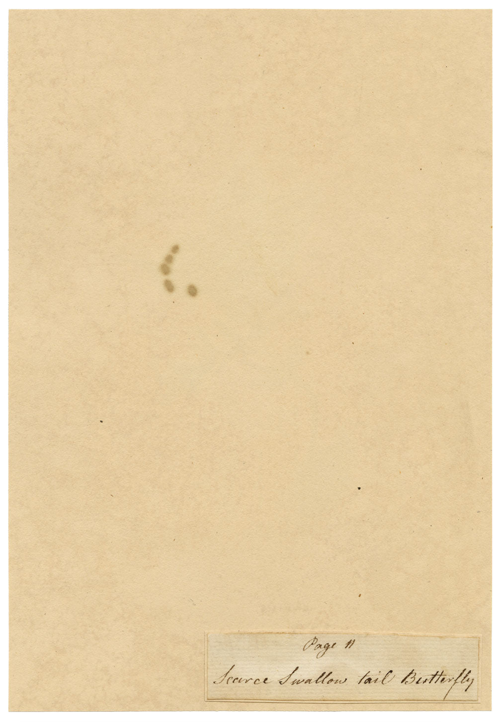 J. McA, Scarce Swallowtail Butterfly Study – c.1810s watercolour painting