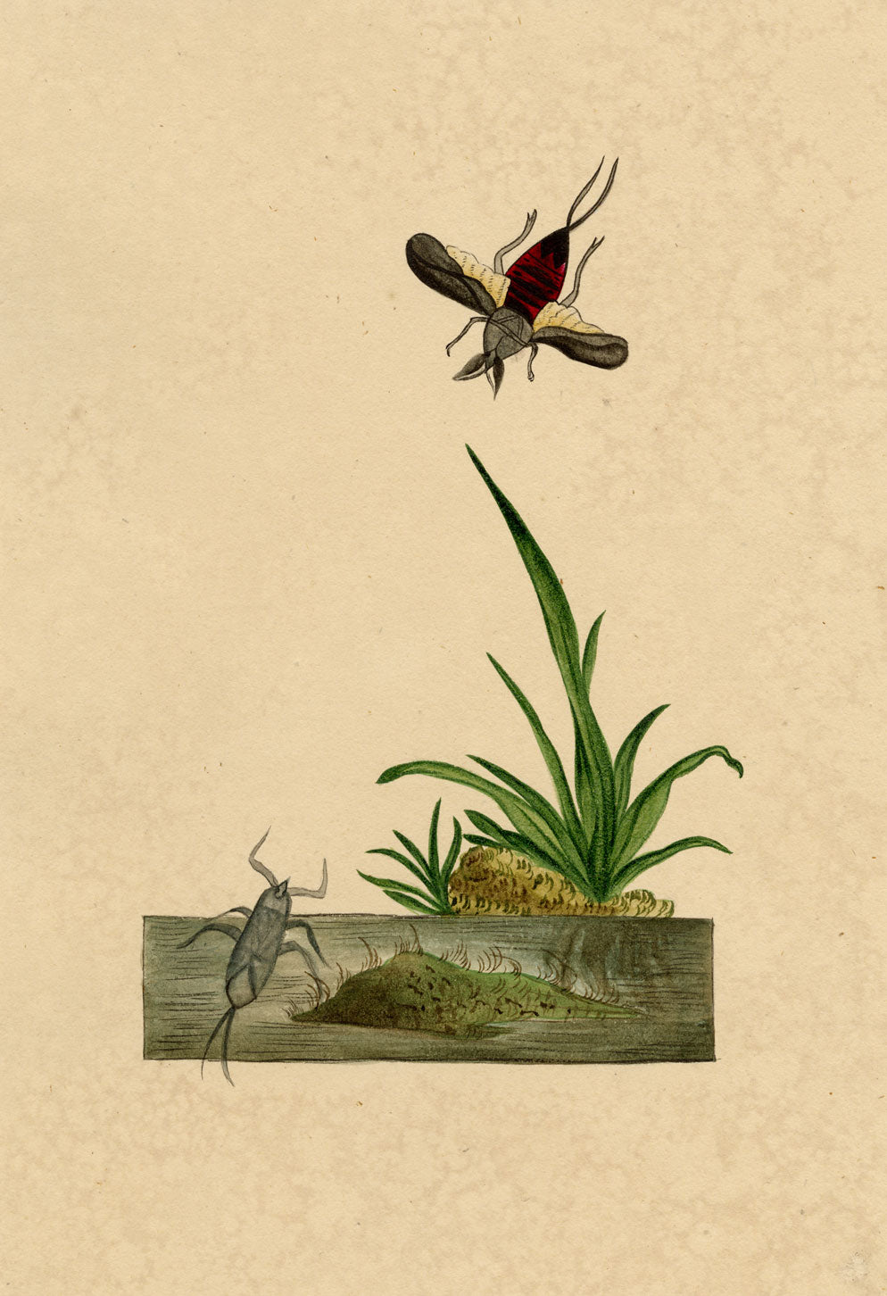J. McA, Water Scorpion Insect Study – c.1810s watercolour painting