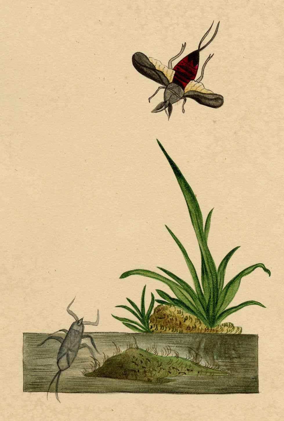 J. McA, Water Scorpion Insect Study – c.1810s watercolour painting