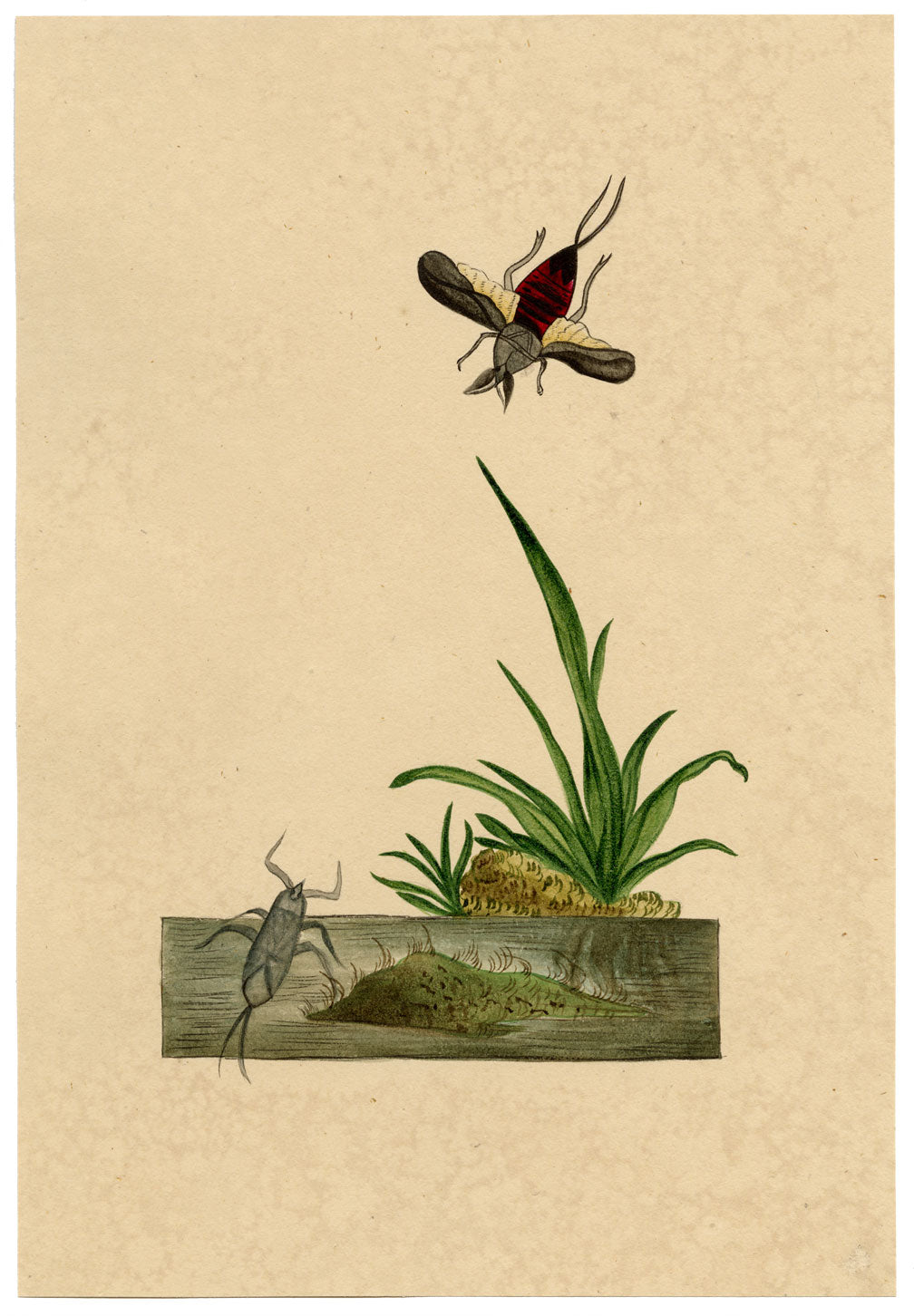 J. McA, Water Scorpion Insect Study – c.1810s watercolour painting