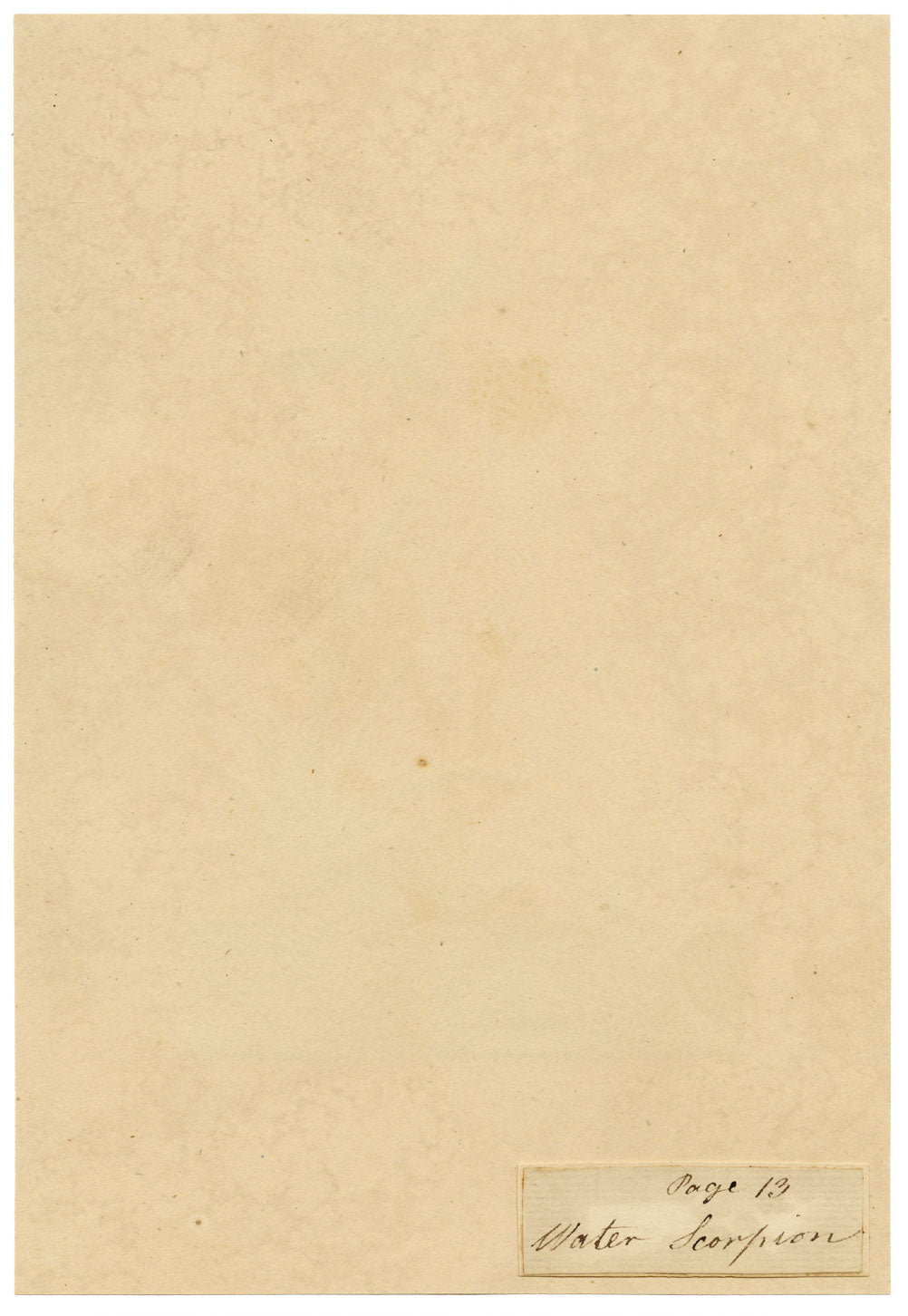 J. McA, Water Scorpion Insect Study – c.1810s watercolour painting