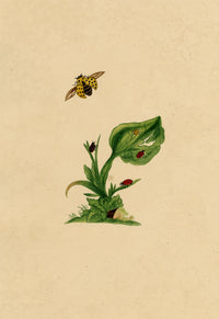 J. McA, Ladycow or Ladybird Insect Study – c.1810s watercolour painting