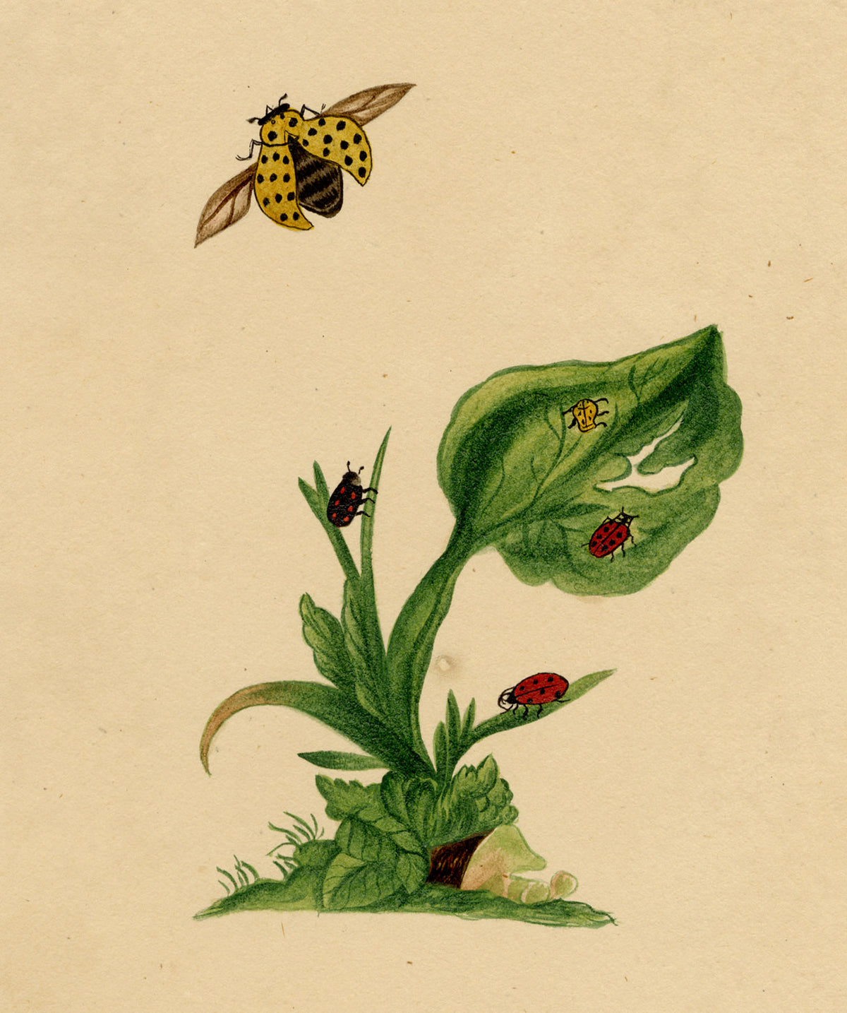J. McA, Ladycow or Ladybird Insect Study – c.1810s watercolour painting