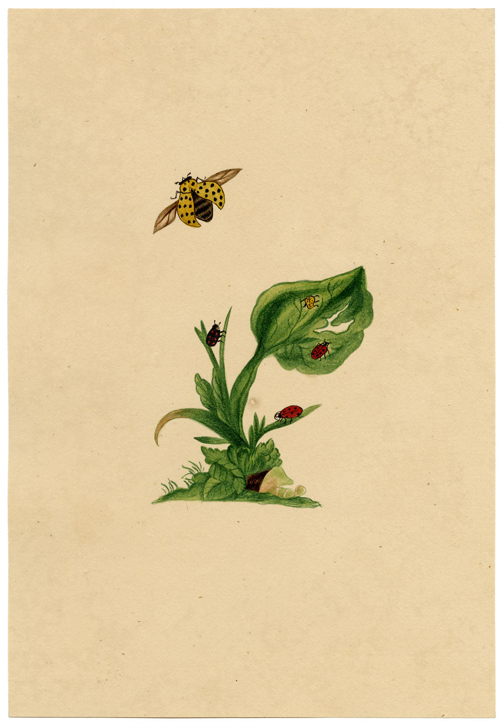 J. McA, Ladycow or Ladybird Insect Study – c.1810s watercolour painting