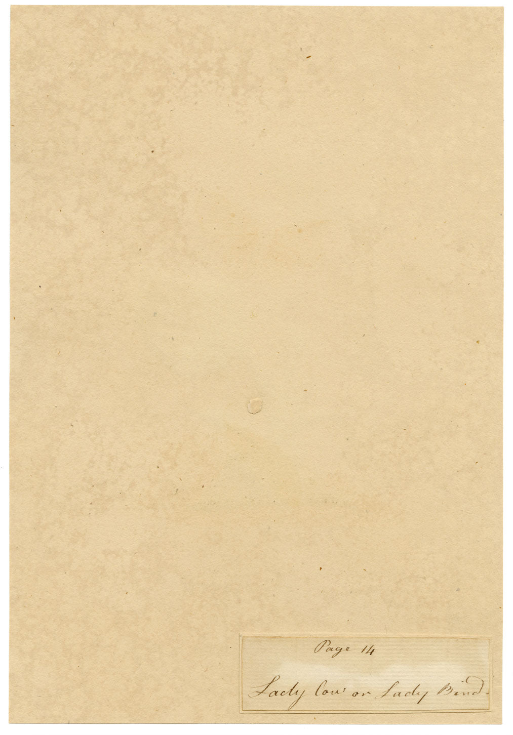 J. McA, Ladycow or Ladybird Insect Study – c.1810s watercolour painting