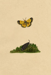 J. McA, Saffron Butterfly (Clouded Yellow) Study – c.1810s watercolour painting