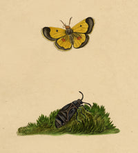 J. McA, Saffron Butterfly (Clouded Yellow) Study – c.1810s watercolour painting
