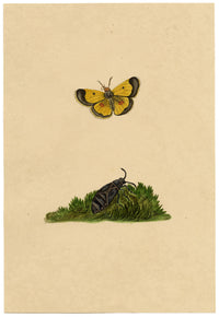 J. McA, Saffron Butterfly (Clouded Yellow) Study – c.1810s watercolour painting