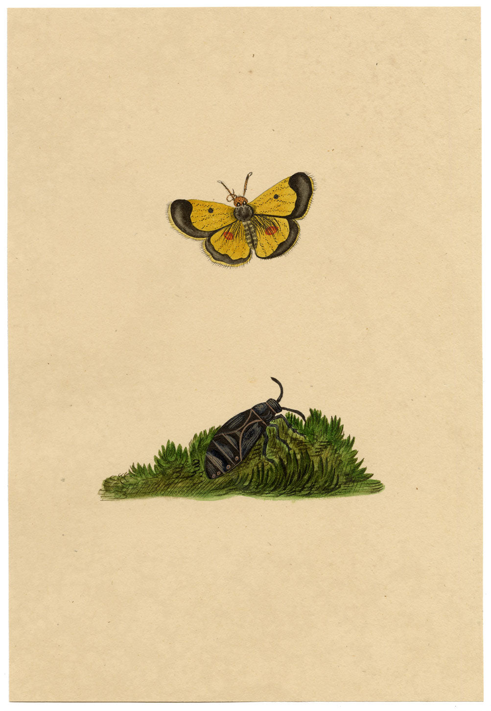 J. McA, Saffron Butterfly (Clouded Yellow) Study – c.1810s watercolour painting
