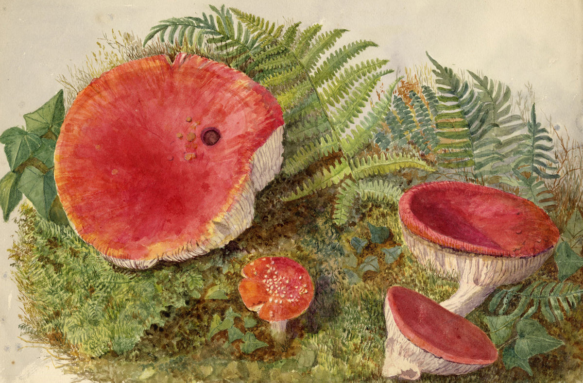 Keswick Sketching Club, The Sickener Russula emetica Ruskinian Mushroom Study – Late 19th-century watercolour painting