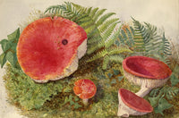 Keswick Sketching Club, The Sickener Russula emetica Ruskinian Mushroom Study – Late 19th-century watercolour painting